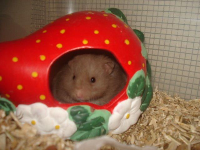 Hamster Tusse´s Houston billede 15