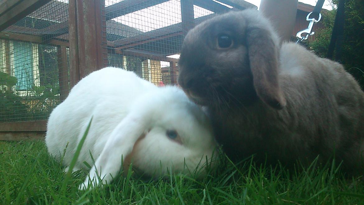 Kanin Nanna Nysgerrig - Nanna og Miuv'se hygger på græsset. billede 3