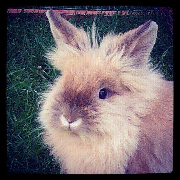 Kanin Kokos - NYT billede 11