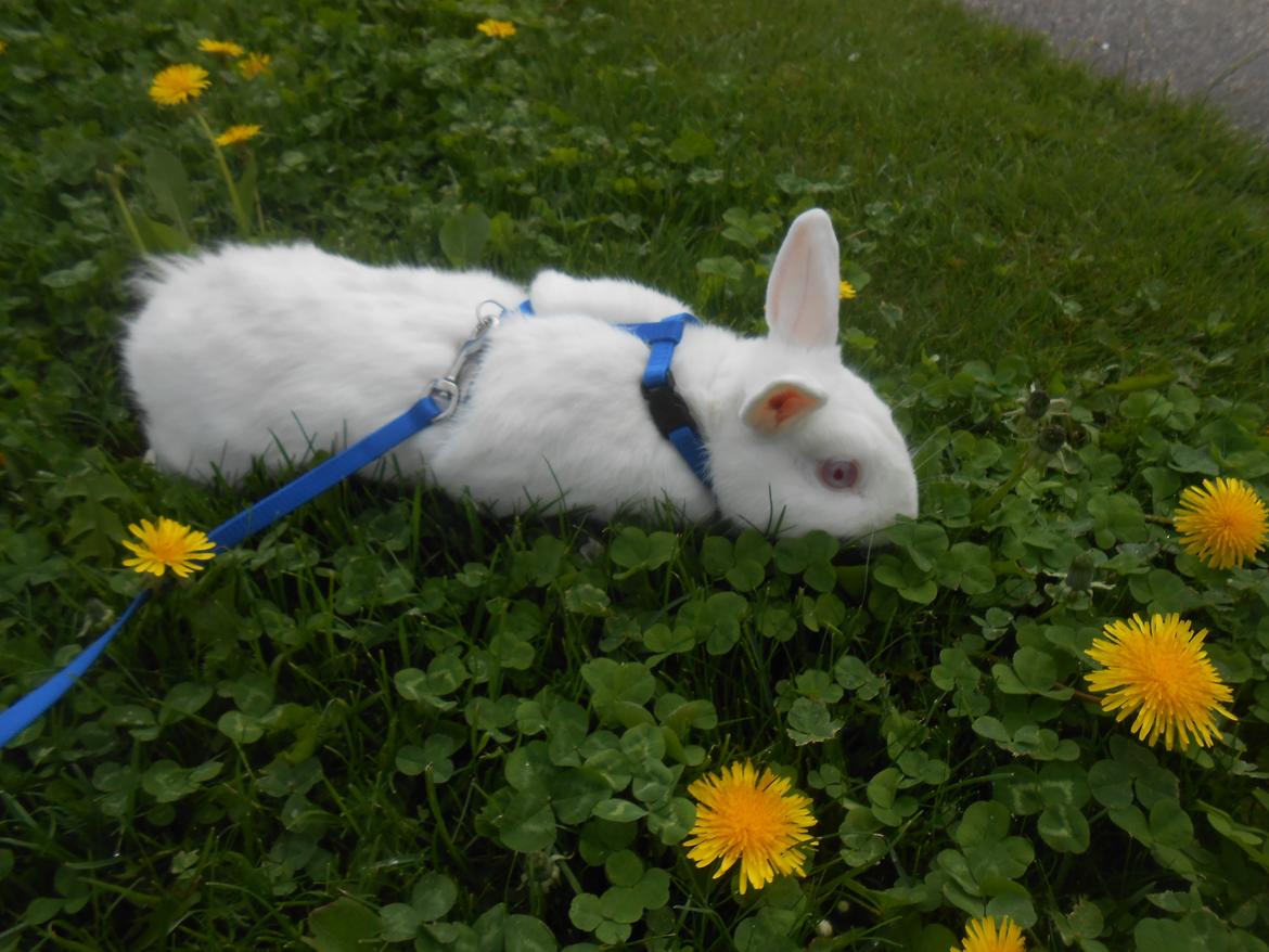 Kanin » Lotus "slikke-dyret" « billede 19