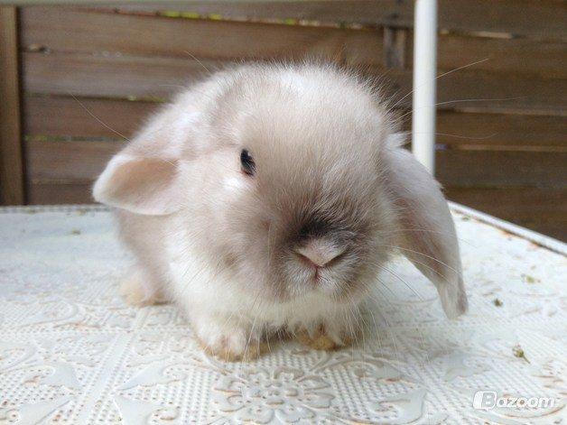 Kanin 'Unitrue's' Prinssesse Sofia - Sofia min dværgvædder jeg venter hjem glæder mig til at lære hende at kende <3 og tilbringe mange glade stunder med hende :-) billede 8