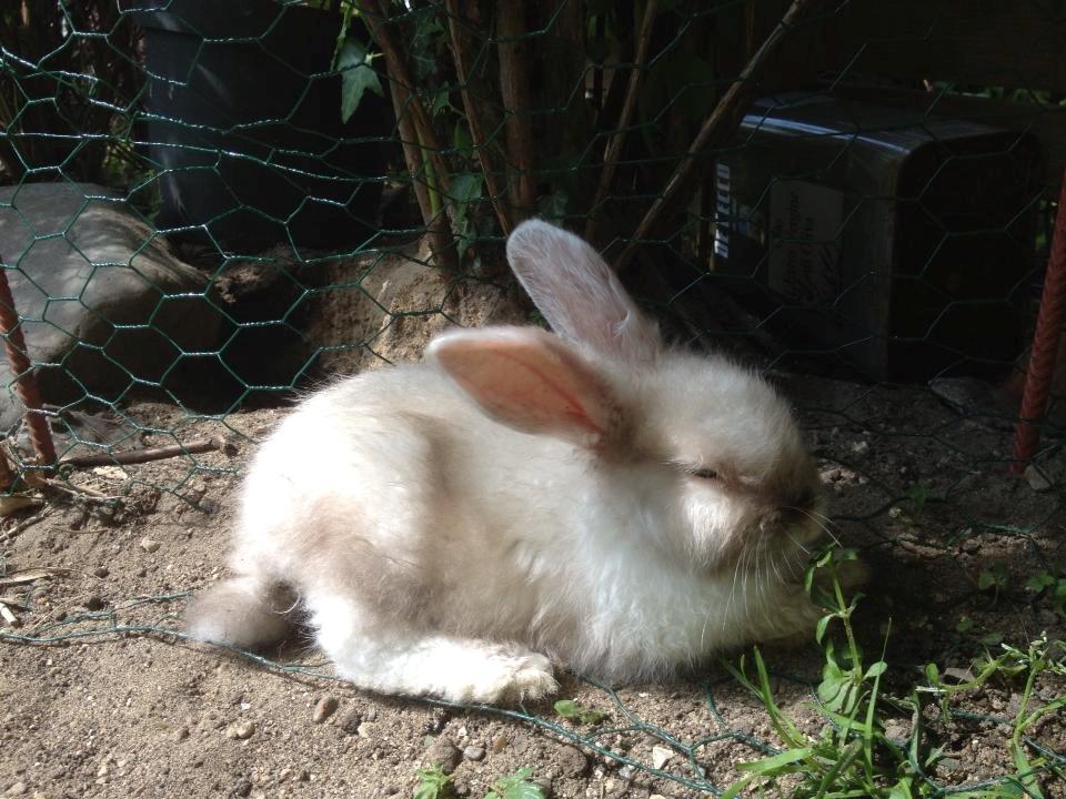 Kanin 'Unitrue's' Prinssesse Sofia - Sofia min prinssesse <3 som jeg snart får hjem min lille satin dværgvædder hun har cashmere i sig <3 jeg er helt solgt ;-) hun er dejlig billede 10