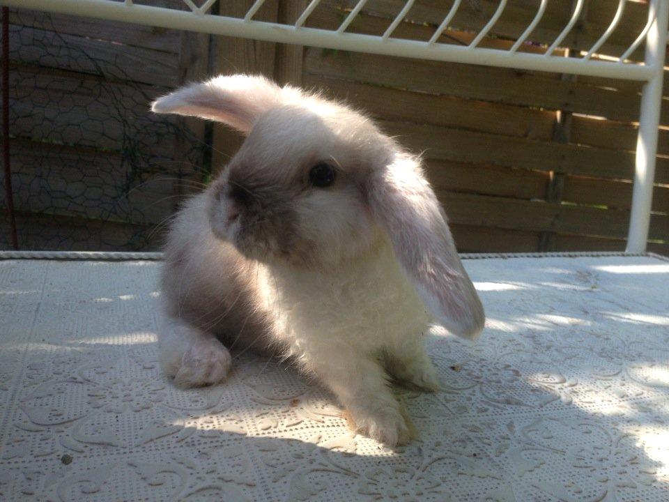 Kanin 'Unitrue's' Prinssesse Sofia - Sofia <3 en smule nysgerrig skal følge med i hvad der sker :-) billede 9