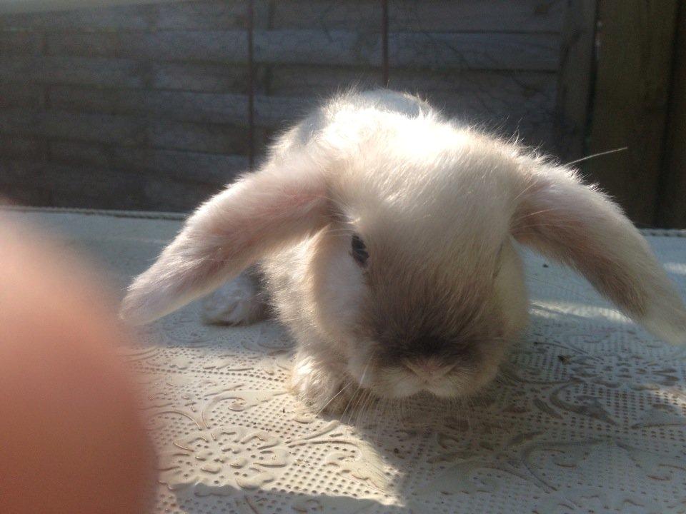 Kanin 'Unitrue's' Prinssesse Sofia - Sofia nyder sig søde kaninliv <3 billede 11