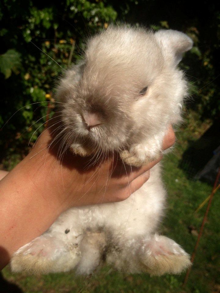 Kanin 'Unitrue's' Prinssesse Sofia - smukke Sofia <3  billede 12