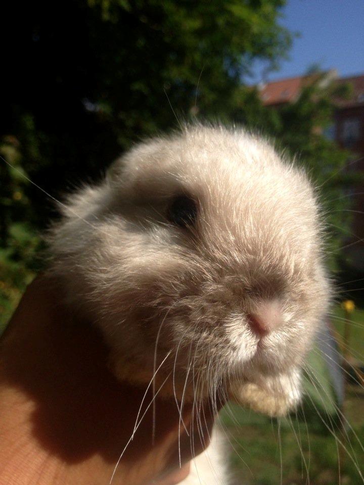 Kanin 'Unitrue's' Prinssesse Sofia - Sofia min dejlige lillepige <3 billede 13