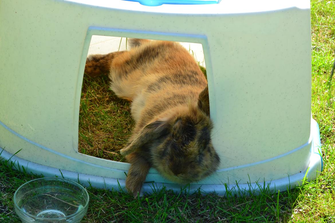 Kanin Raion billede 13