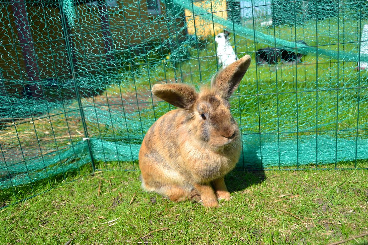 Kanin Raion billede 12