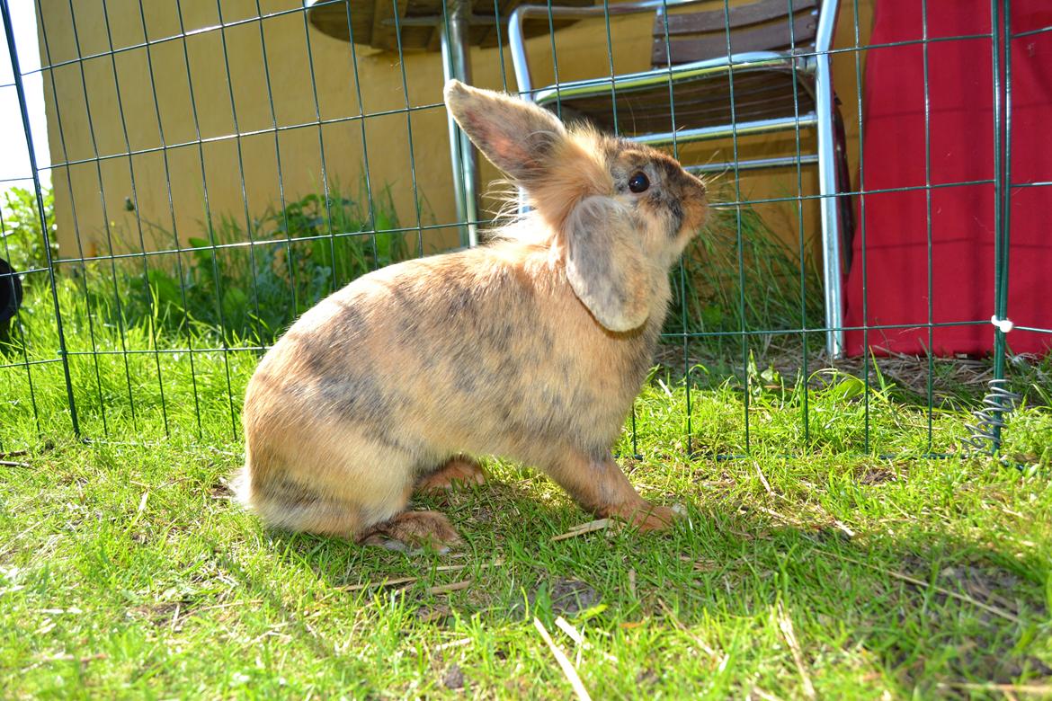 Kanin Raion billede 14