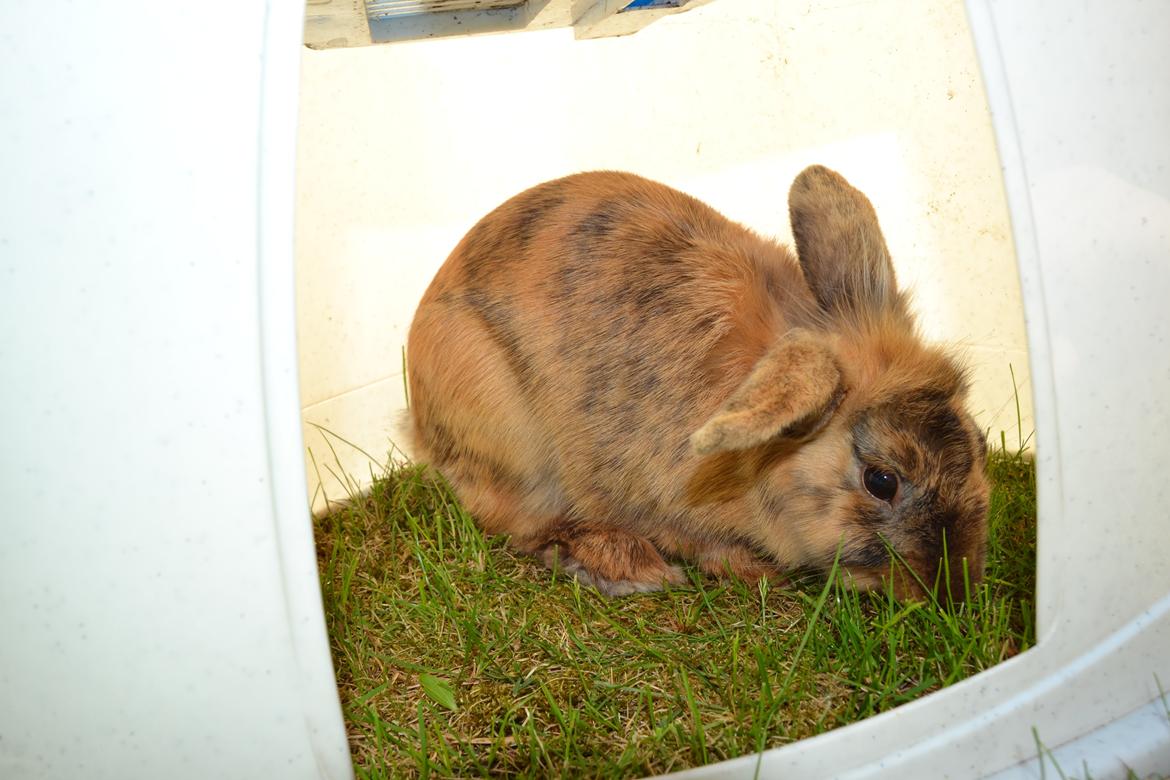 Kanin Raion billede 15