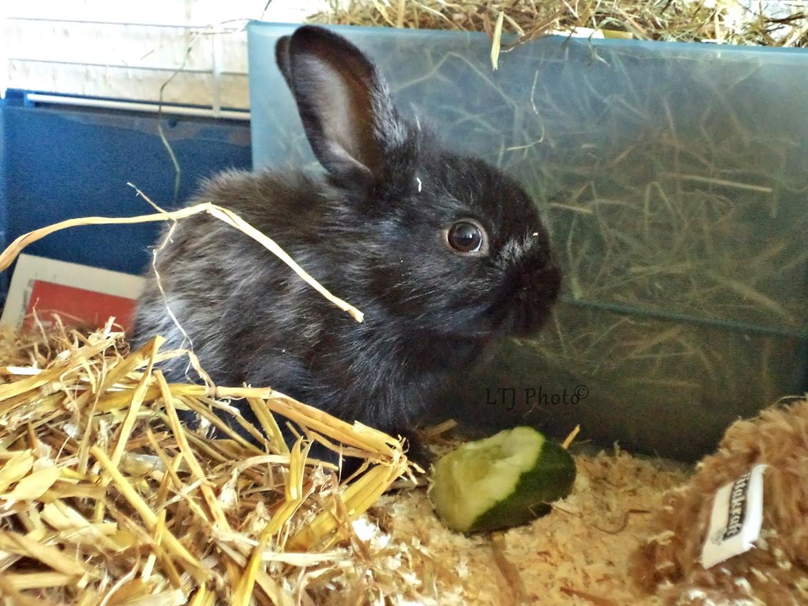 Kanin Louis the Lion - Første dag hjemme :-) billede 1