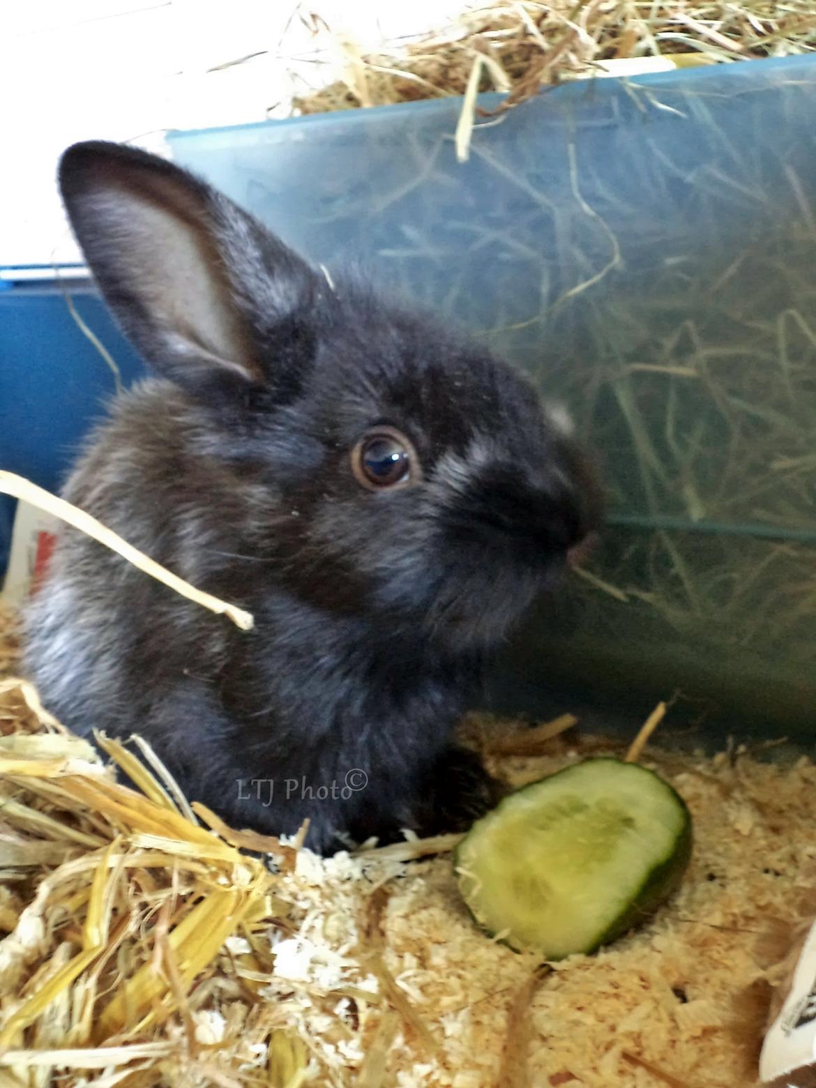 Kanin Louis the Lion - Mums agurk :-P billede 2