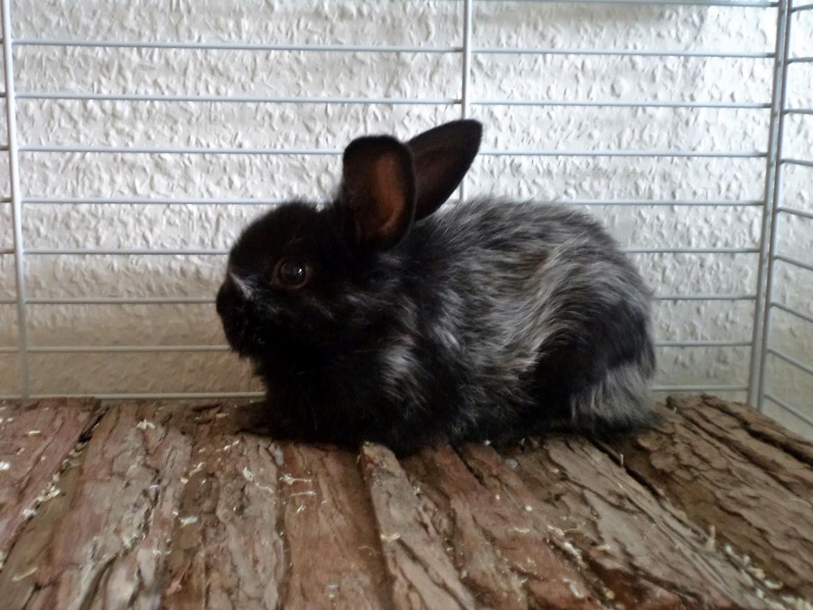 Kanin Louis the Lion - Er jeg ikke nuser :-P billede 3