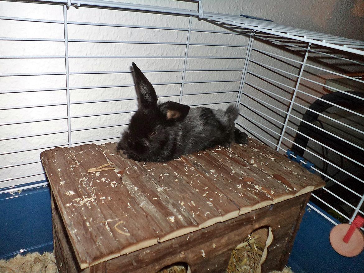 Kanin Louis the Lion - Ihh, hvor er det hårdt at flytte hjemmefra :-) billede 4