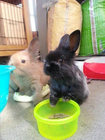 Kanin Louis the Lion - Jeg hedder Louis the Lion :-) billede 5