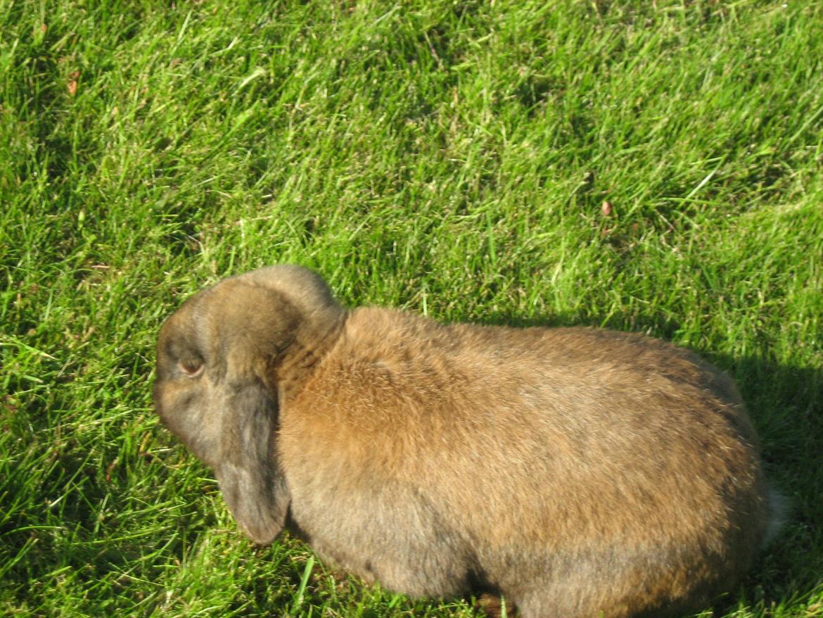 Kanin bruno billede 6