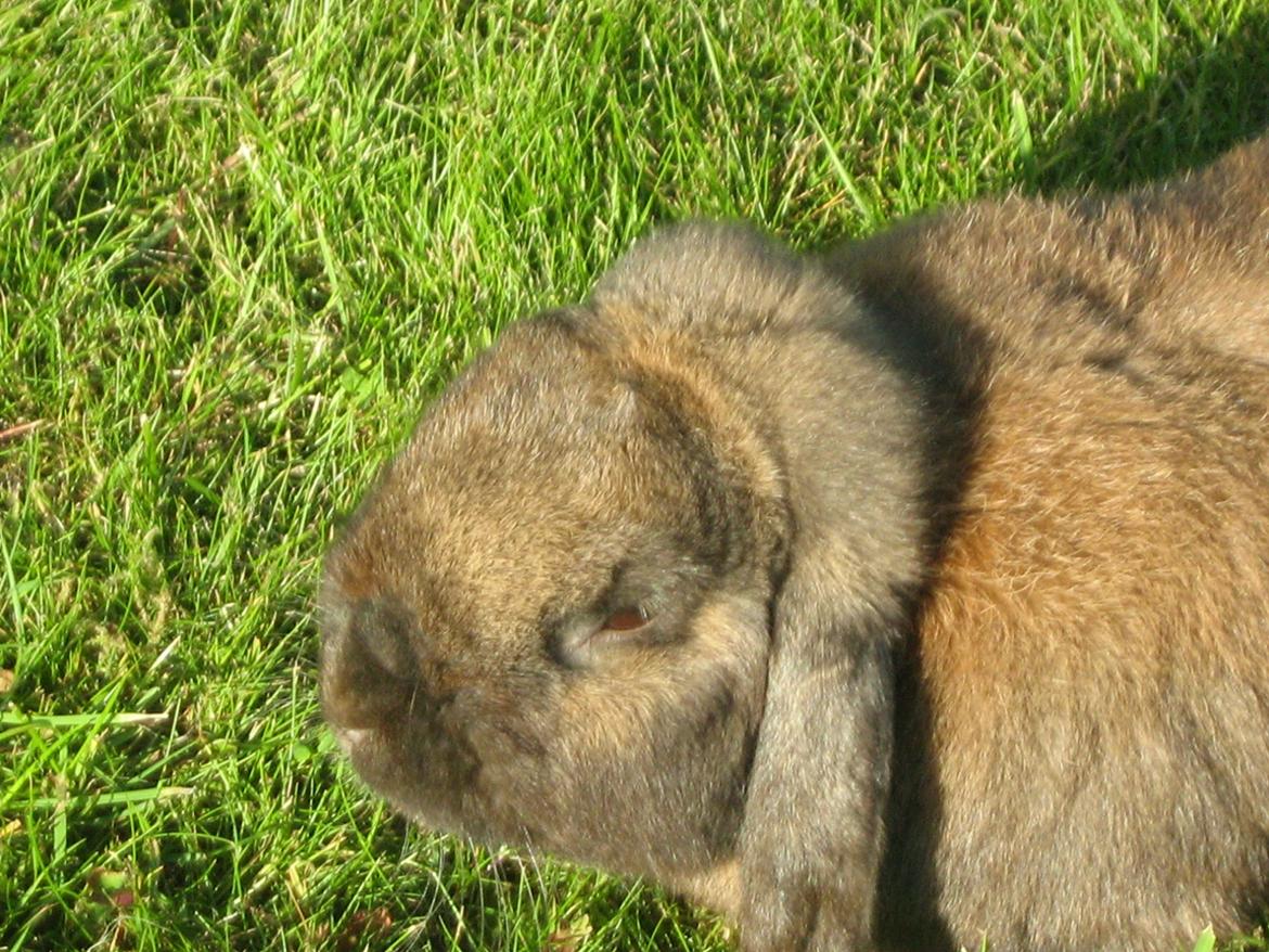 Kanin bruno billede 7