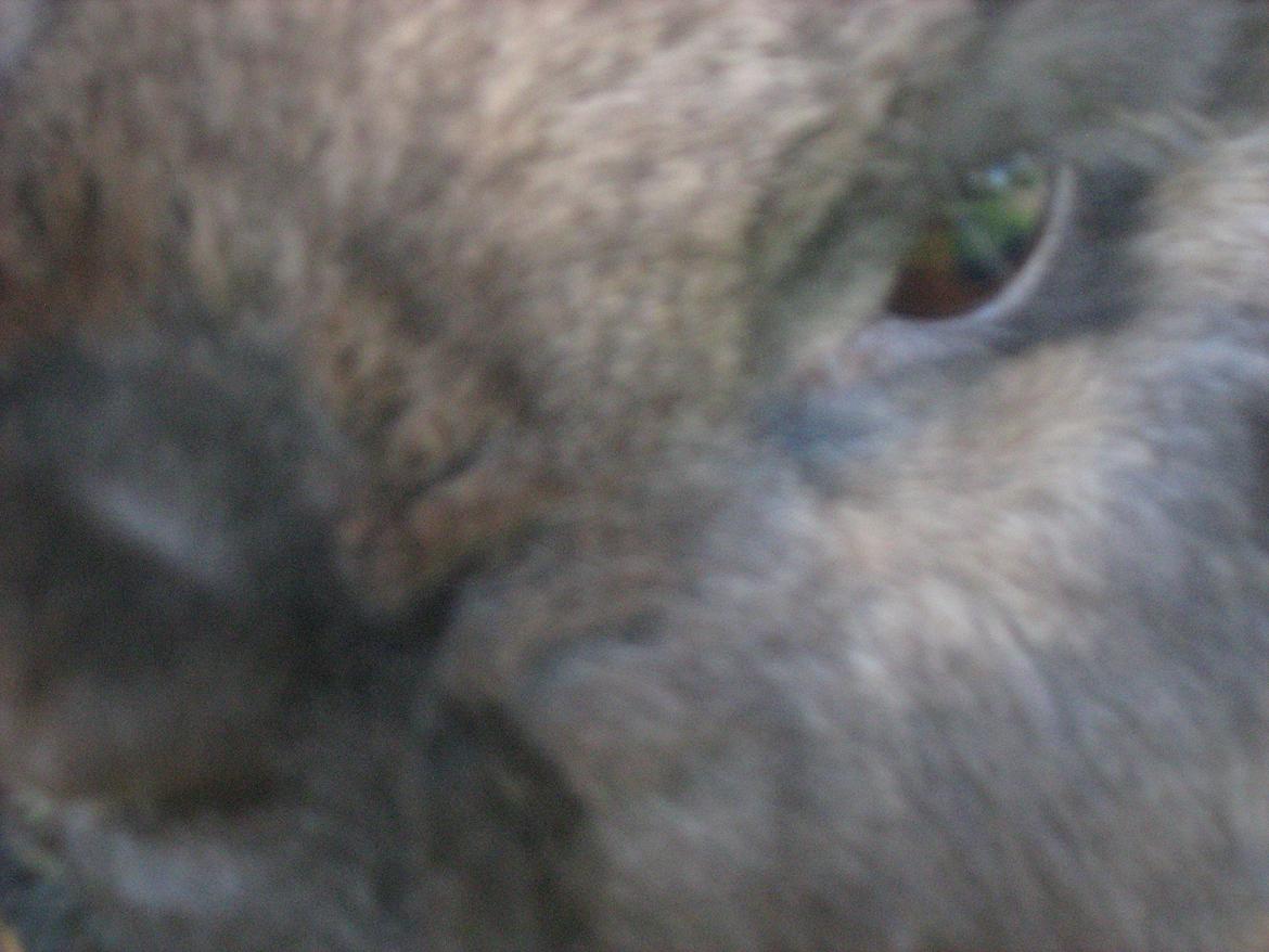 Kanin bruno billede 8