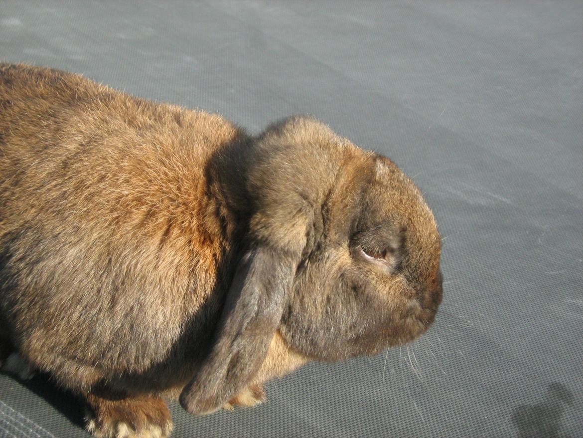 Kanin bruno billede 9