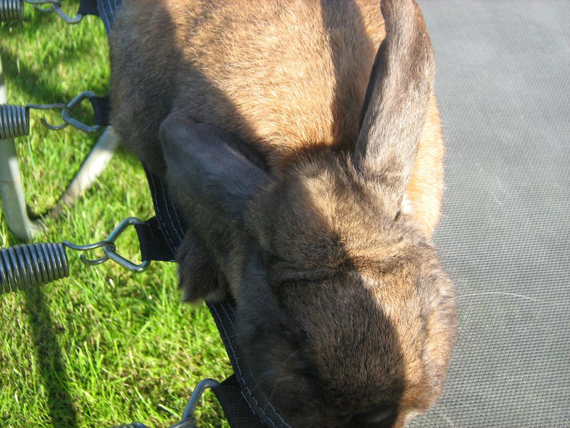 Kanin bruno billede 10