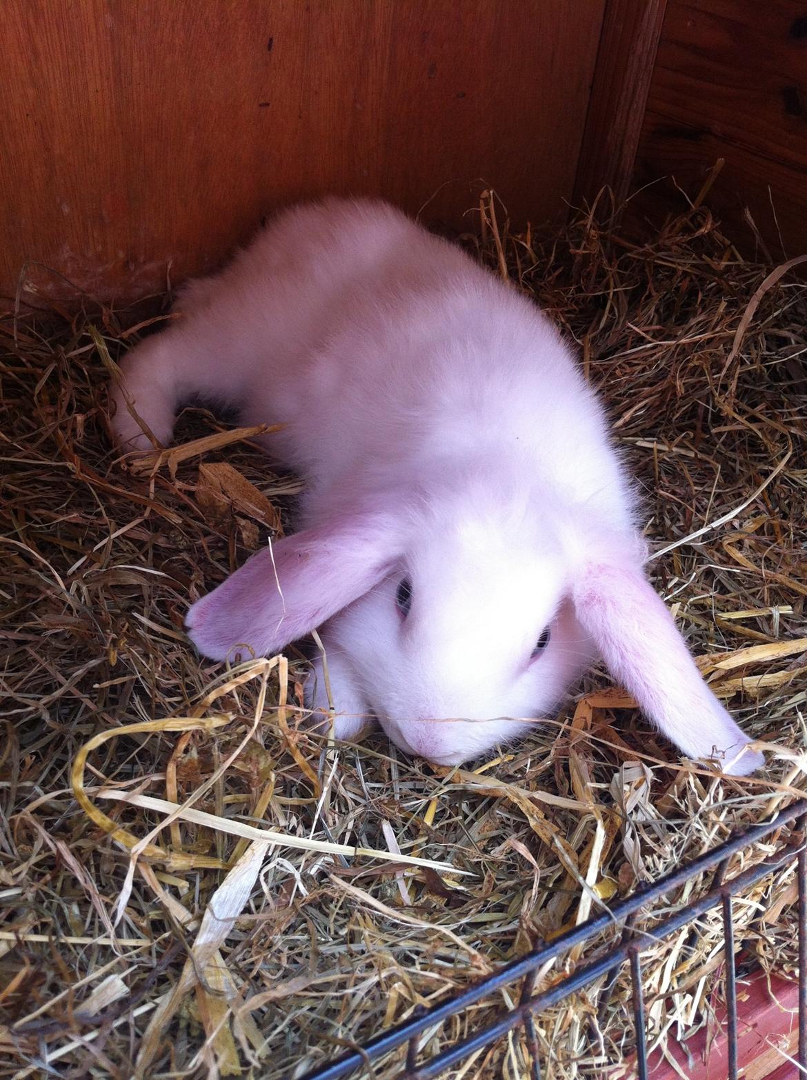 Kanin Ninus billede 6