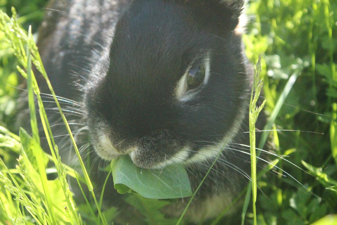 Kanin Ahrenkiels Frigg |Hermelin| *R.I.P.* billede 14