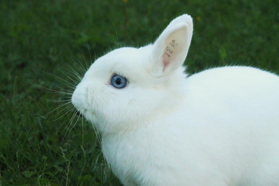 Kanin Ahrenkiels Sexy Blue Eyes |Hermelin| *R.I.P.* billede 1