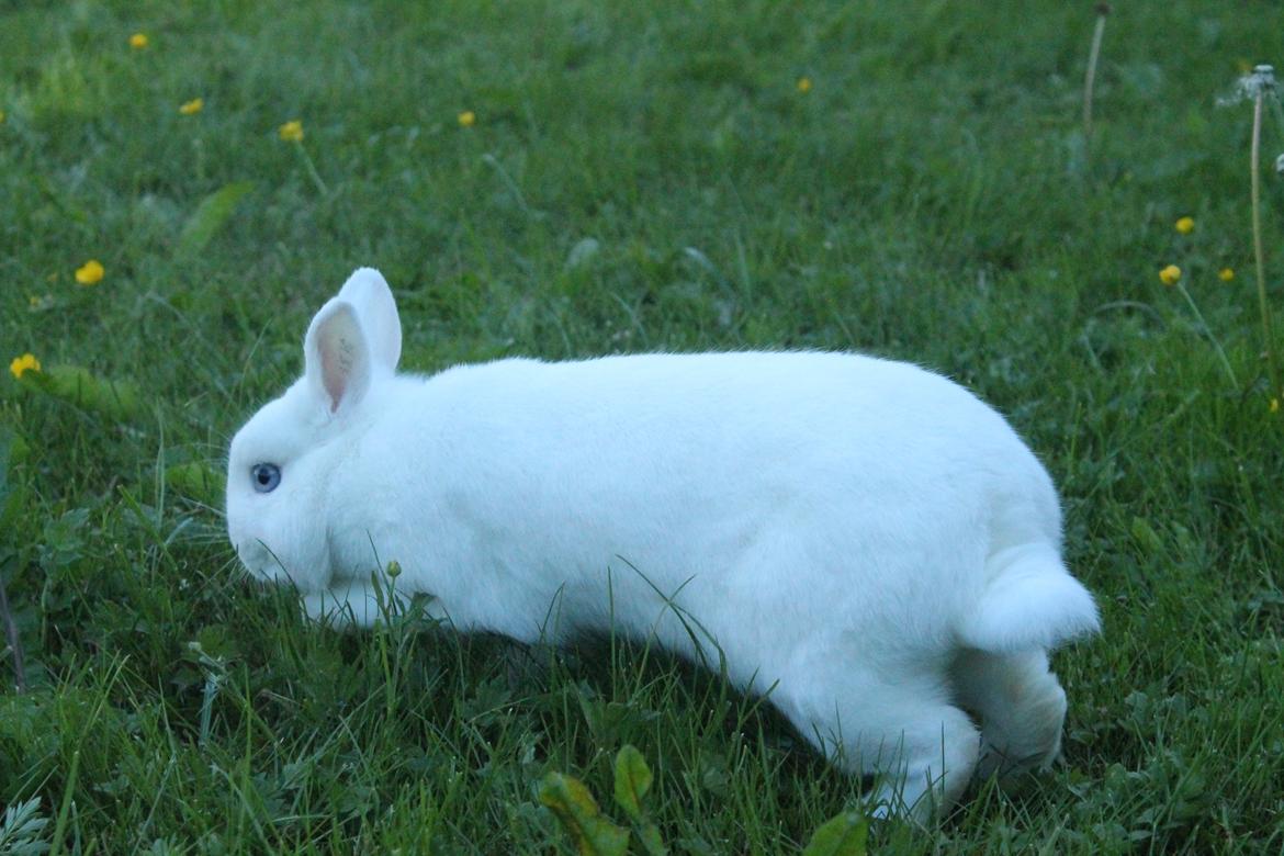 Kanin Ahrenkiels Sexy Blue Eyes |Hermelin| *R.I.P.* billede 18