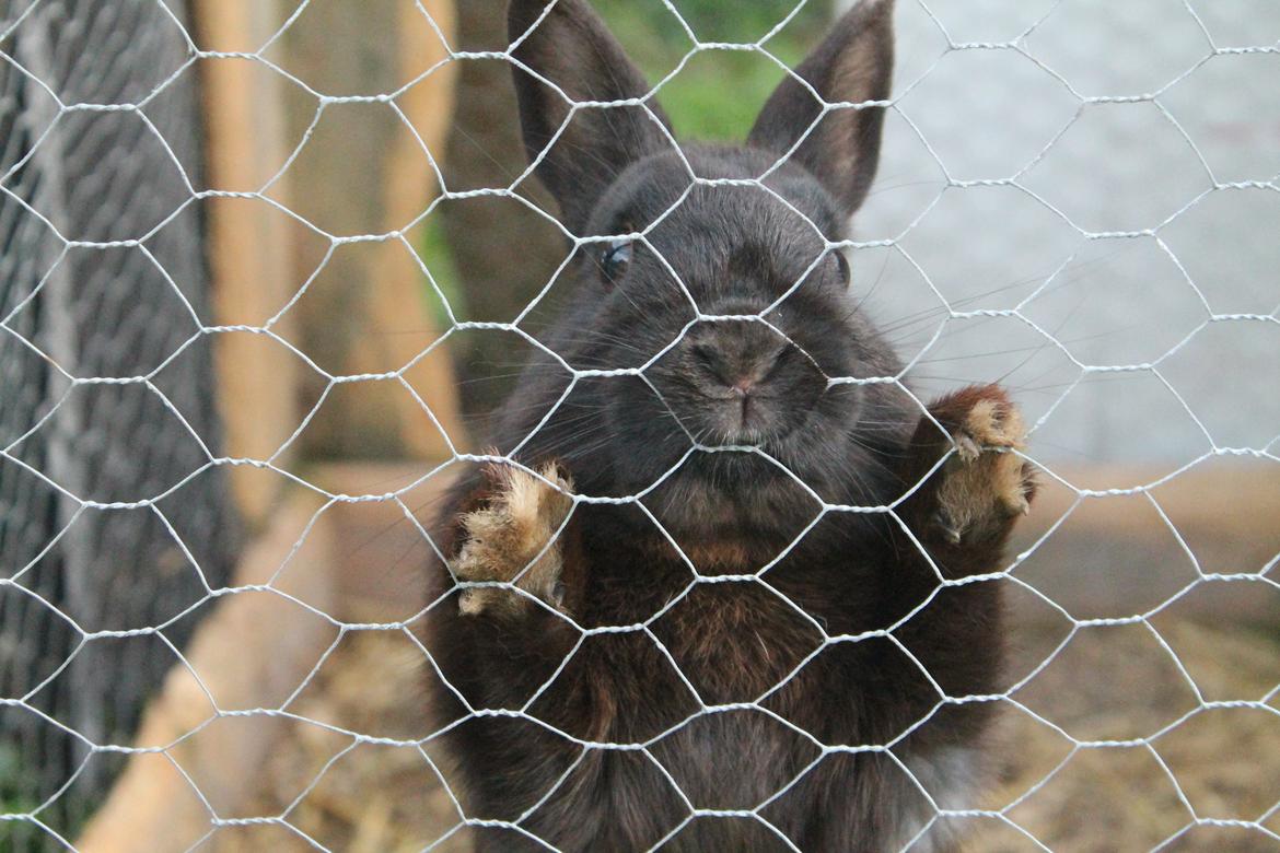 Kanin Ahrenkiels Stampe Jr. |Blanding| *R.I.P.* billede 1