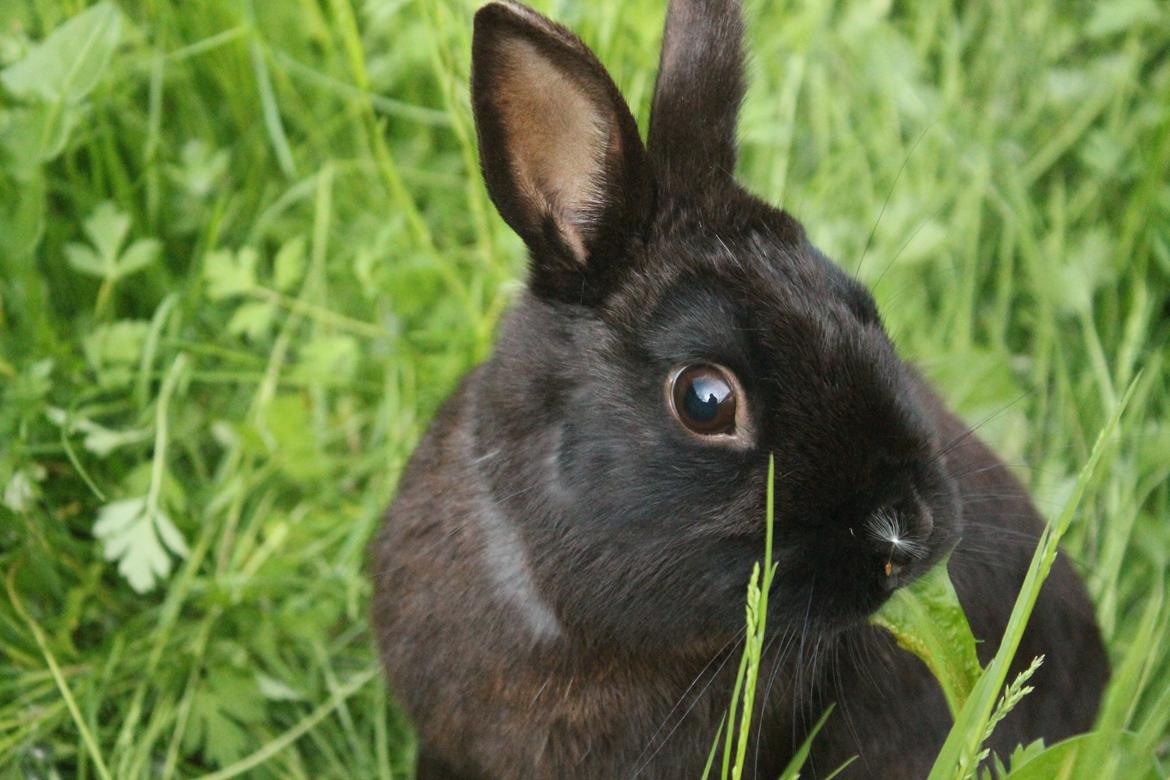 Kanin Ahrenkiels Stampe Jr. |Blanding| *R.I.P.* billede 5