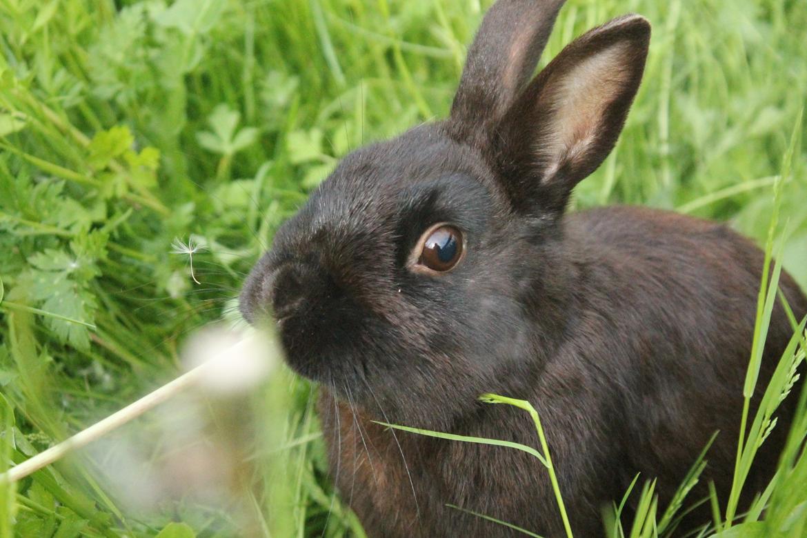 Kanin Ahrenkiels Stampe Jr. |Blanding| *R.I.P.* billede 7