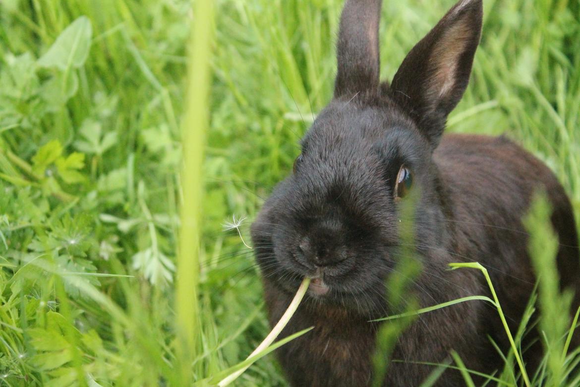 Kanin Ahrenkiels Stampe Jr. |Blanding| *R.I.P.* billede 11