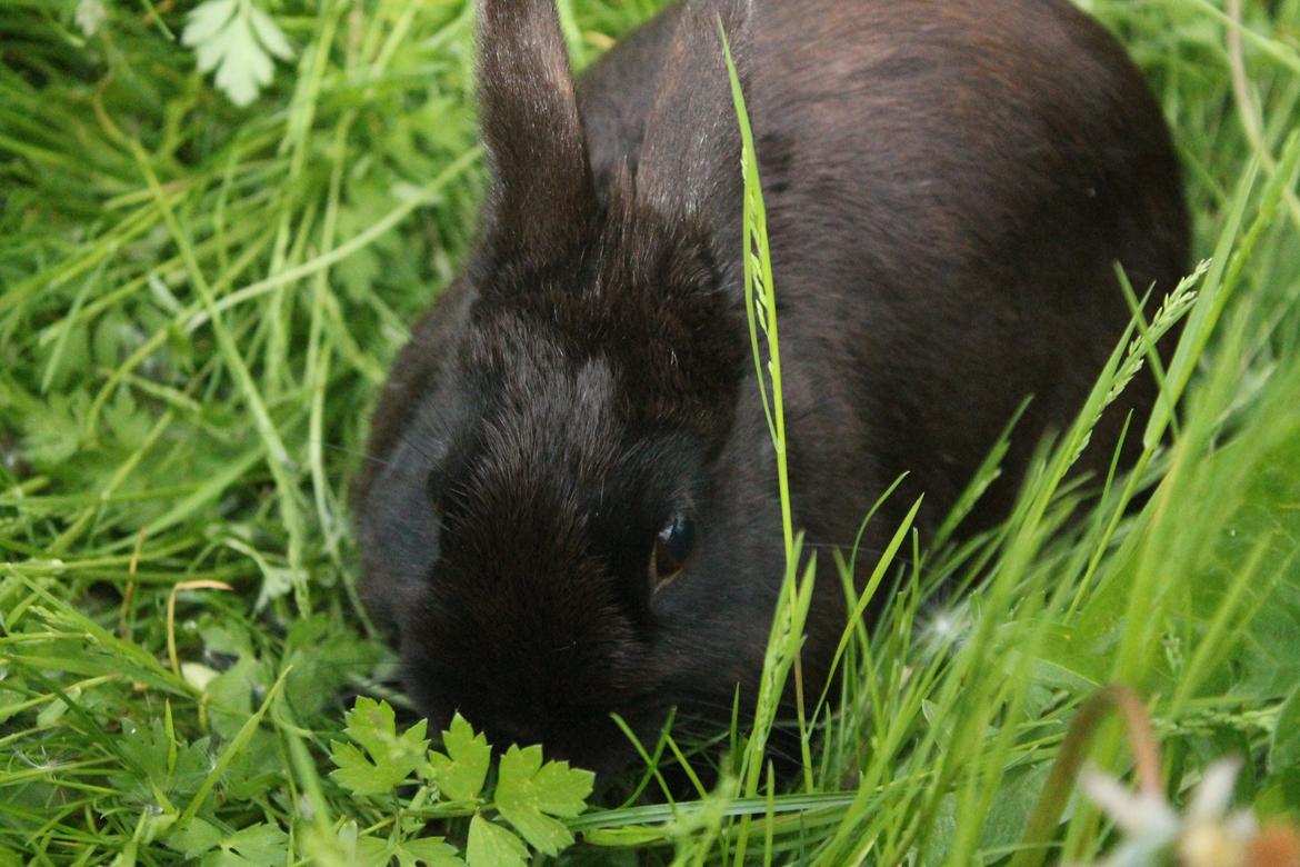 Kanin Ahrenkiels Stampe Jr. |Blanding| *R.I.P.* billede 18