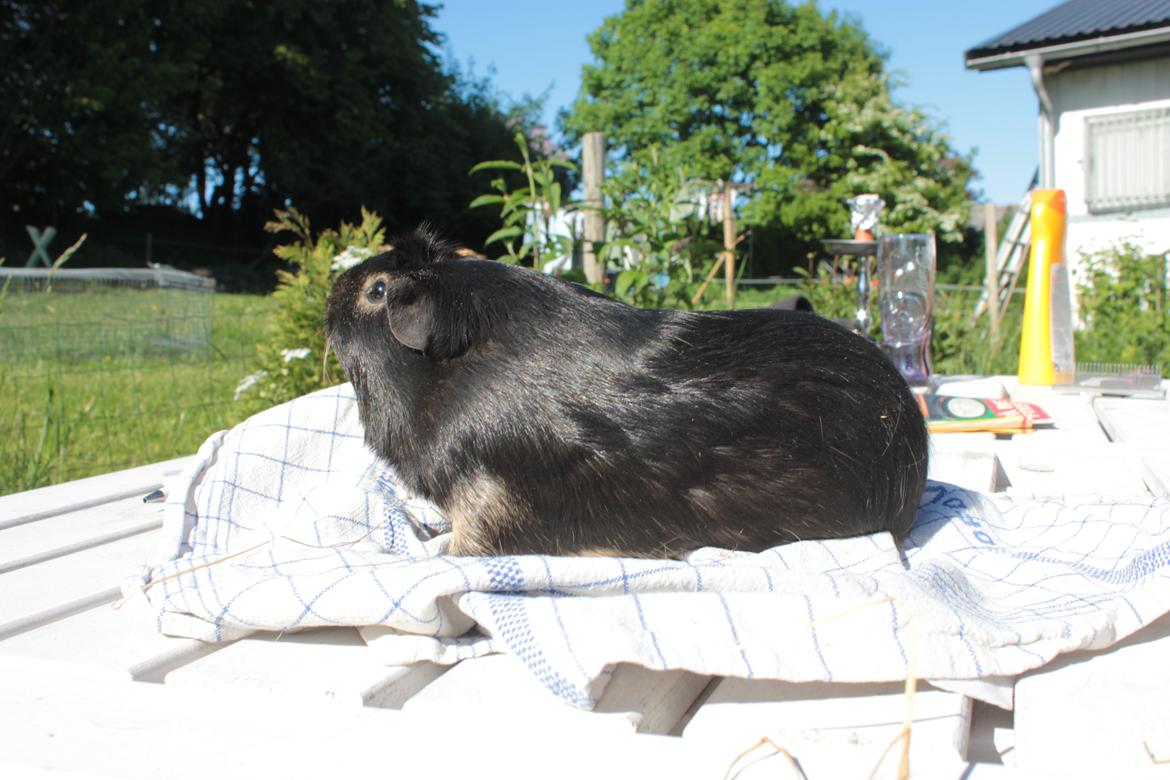 Marsvin Filomes Genus Mercedes billede 1