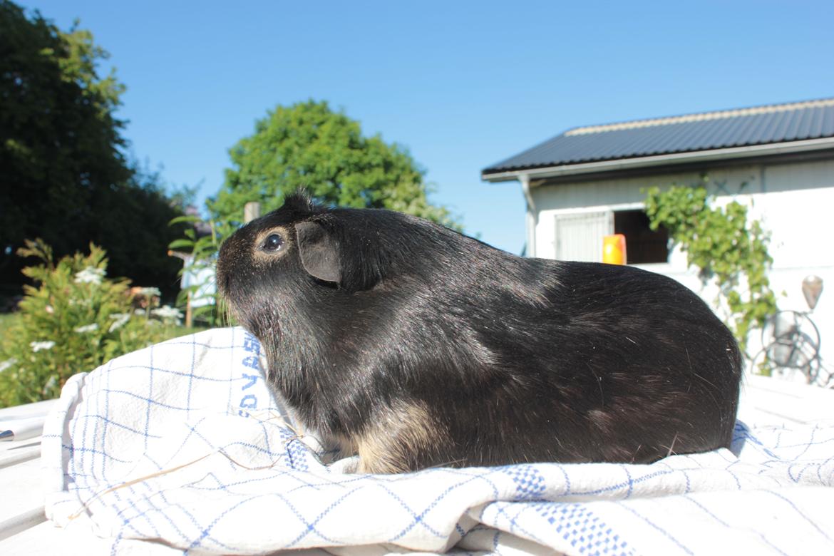 Marsvin Filomes Genus Mercedes billede 2