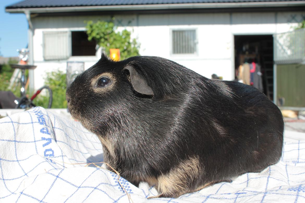 Marsvin Filomes Genus Mercedes billede 4