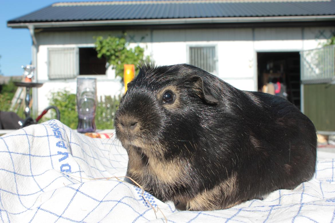 Marsvin Filomes Genus Mercedes billede 5