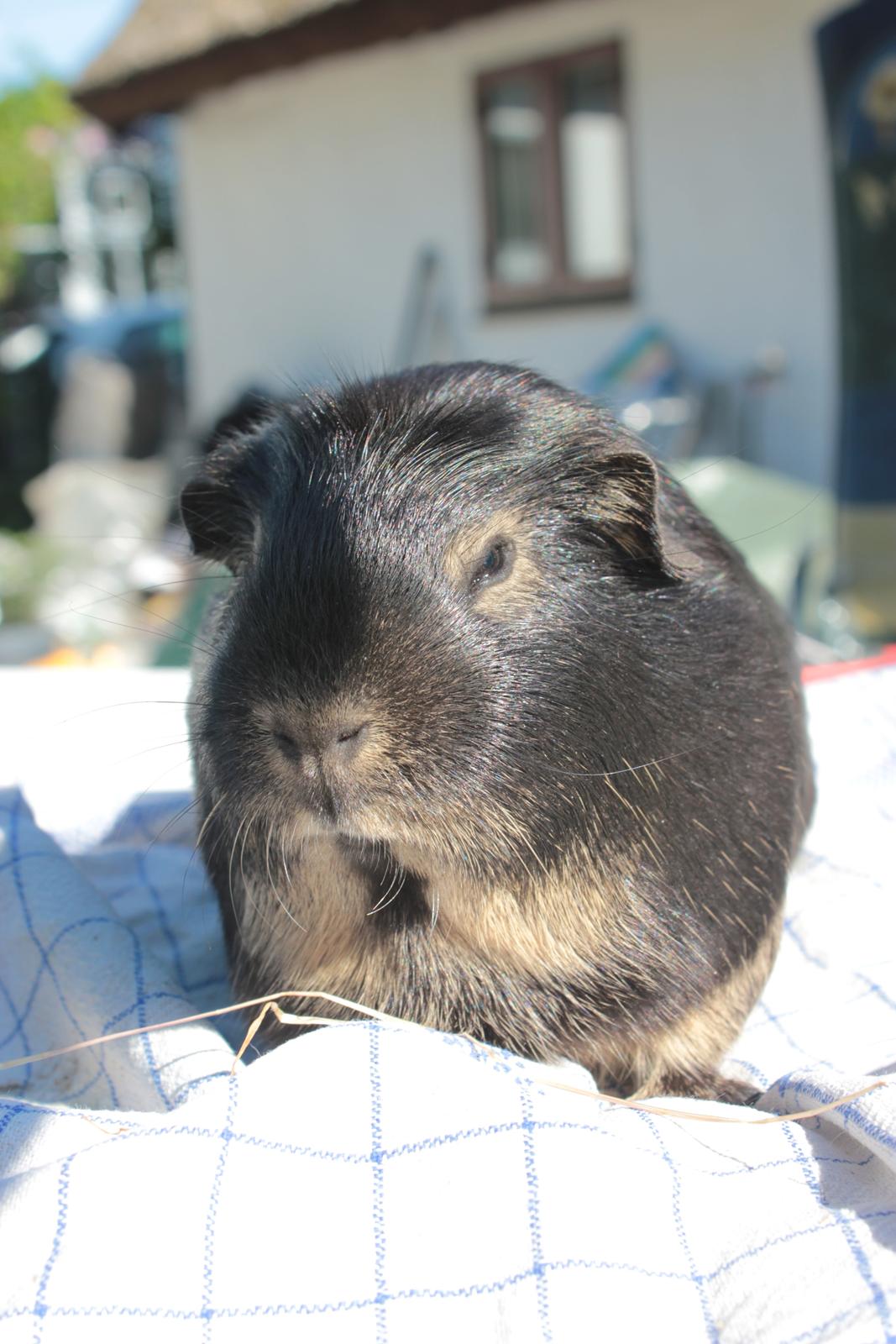 Marsvin Filomes Genus Mercedes billede 8