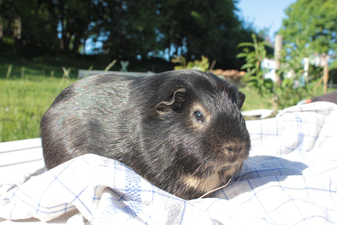 Marsvin Filomes Genus Mercedes billede 9