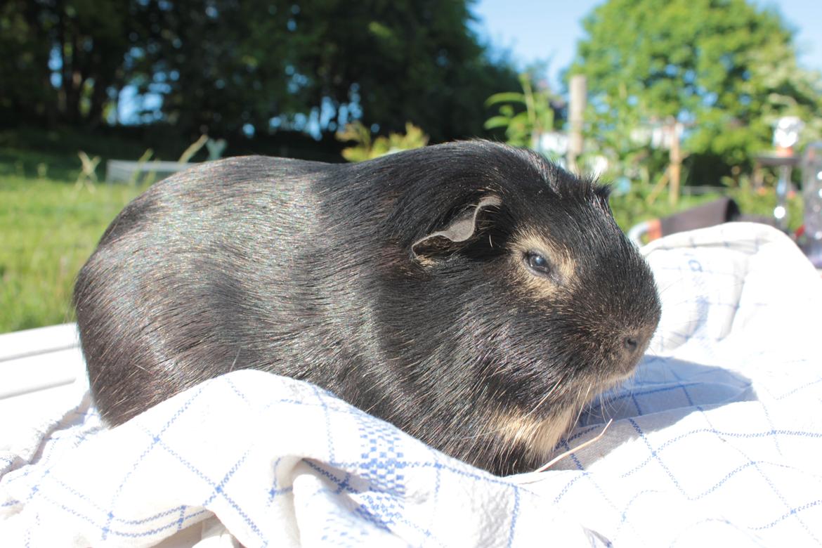 Marsvin Filomes Genus Mercedes billede 10