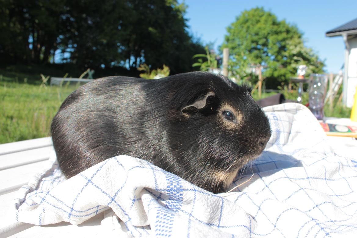 Marsvin Filomes Genus Mercedes billede 11