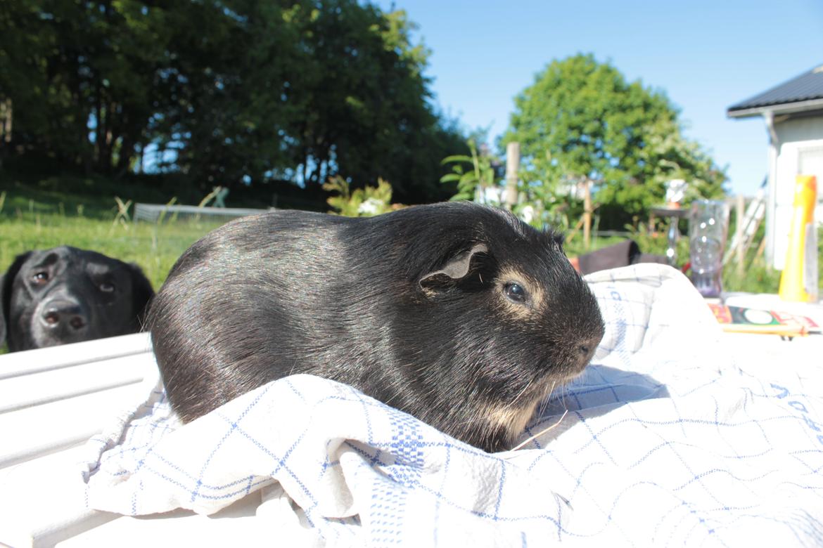 Marsvin Filomes Genus Mercedes billede 12