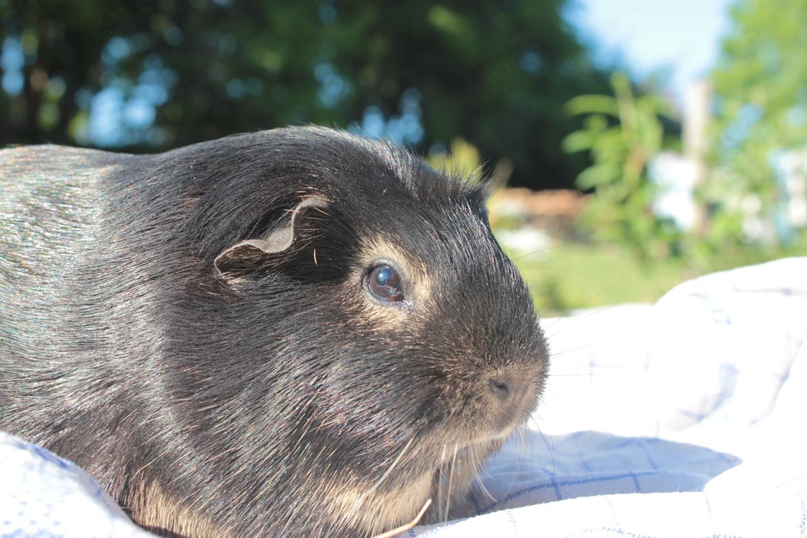 Marsvin Filomes Genus Mercedes billede 13