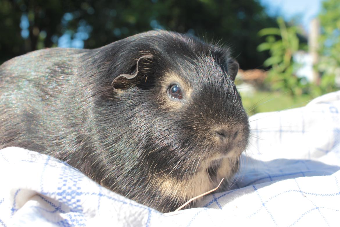 Marsvin Filomes Genus Mercedes billede 14