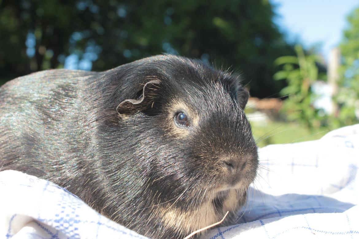 Marsvin Filomes Genus Mercedes billede 15