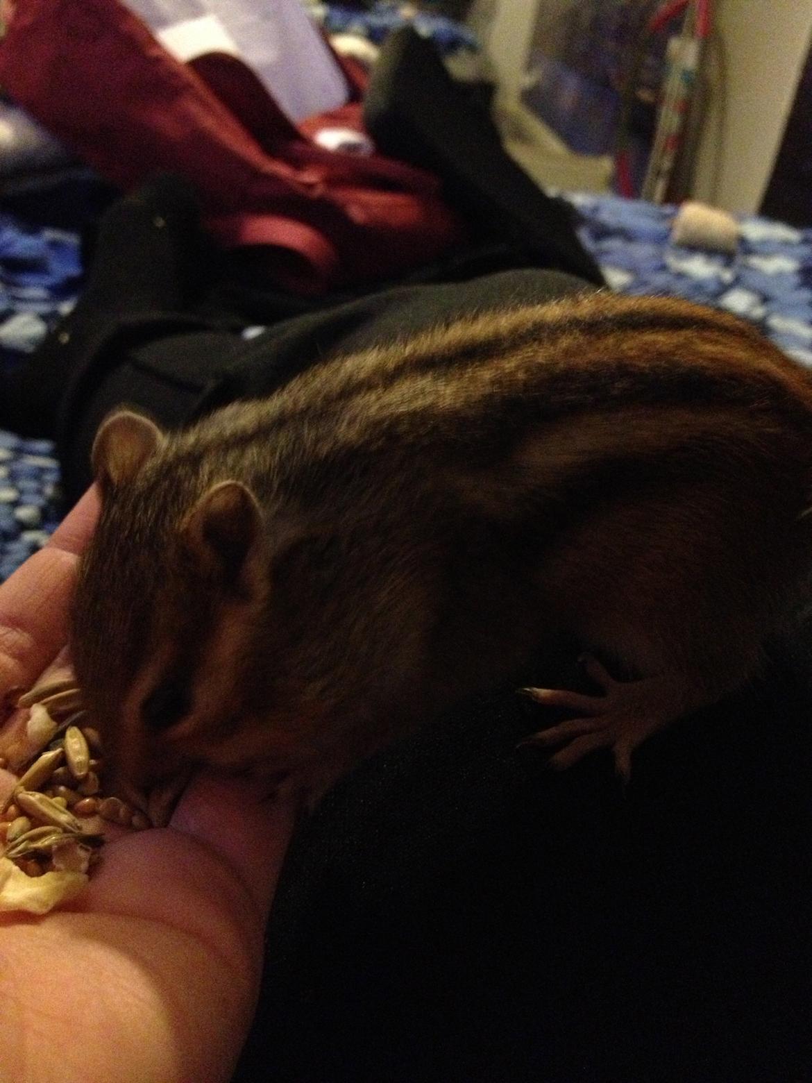 Jordegern Cena billede 10