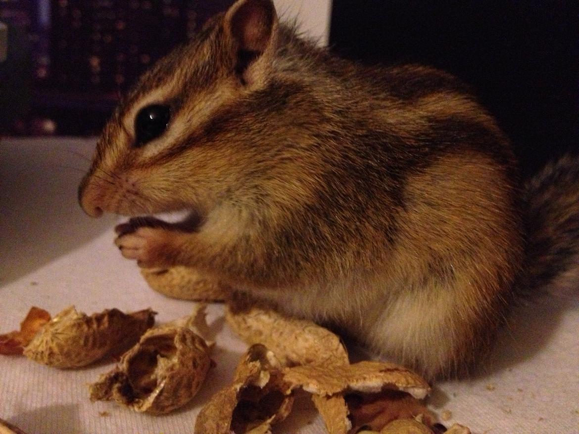 Jordegern Cena billede 12