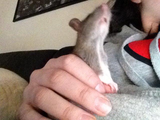 Tamrotte Tipo (Fyr på spansk) billede 2