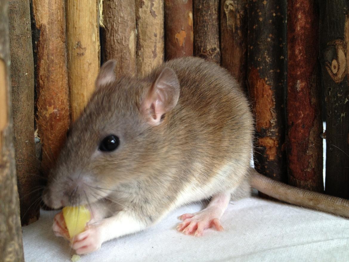 Tamrotte Tipo (Fyr på spansk) billede 3