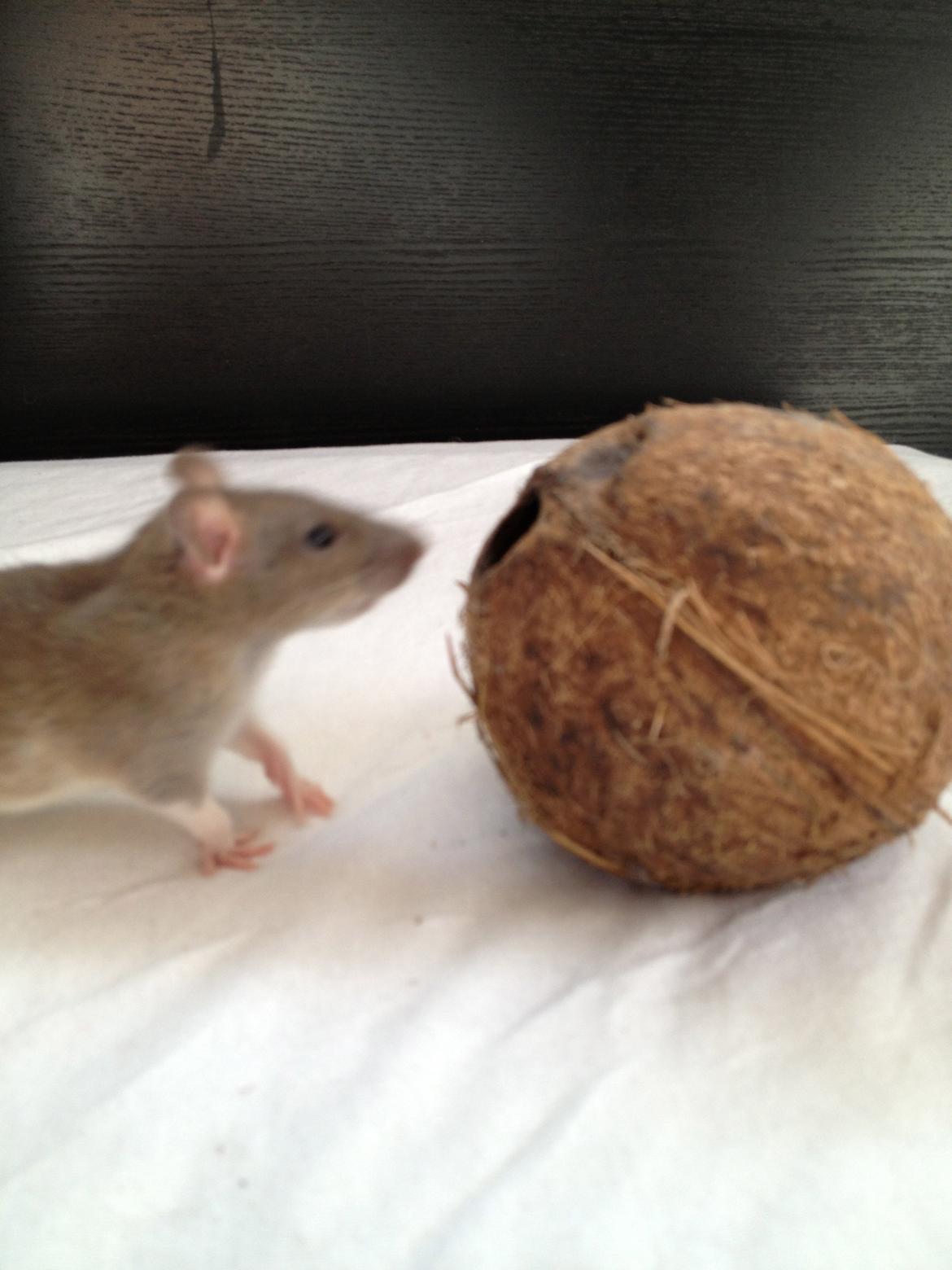 Tamrotte Tipo (Fyr på spansk) billede 4